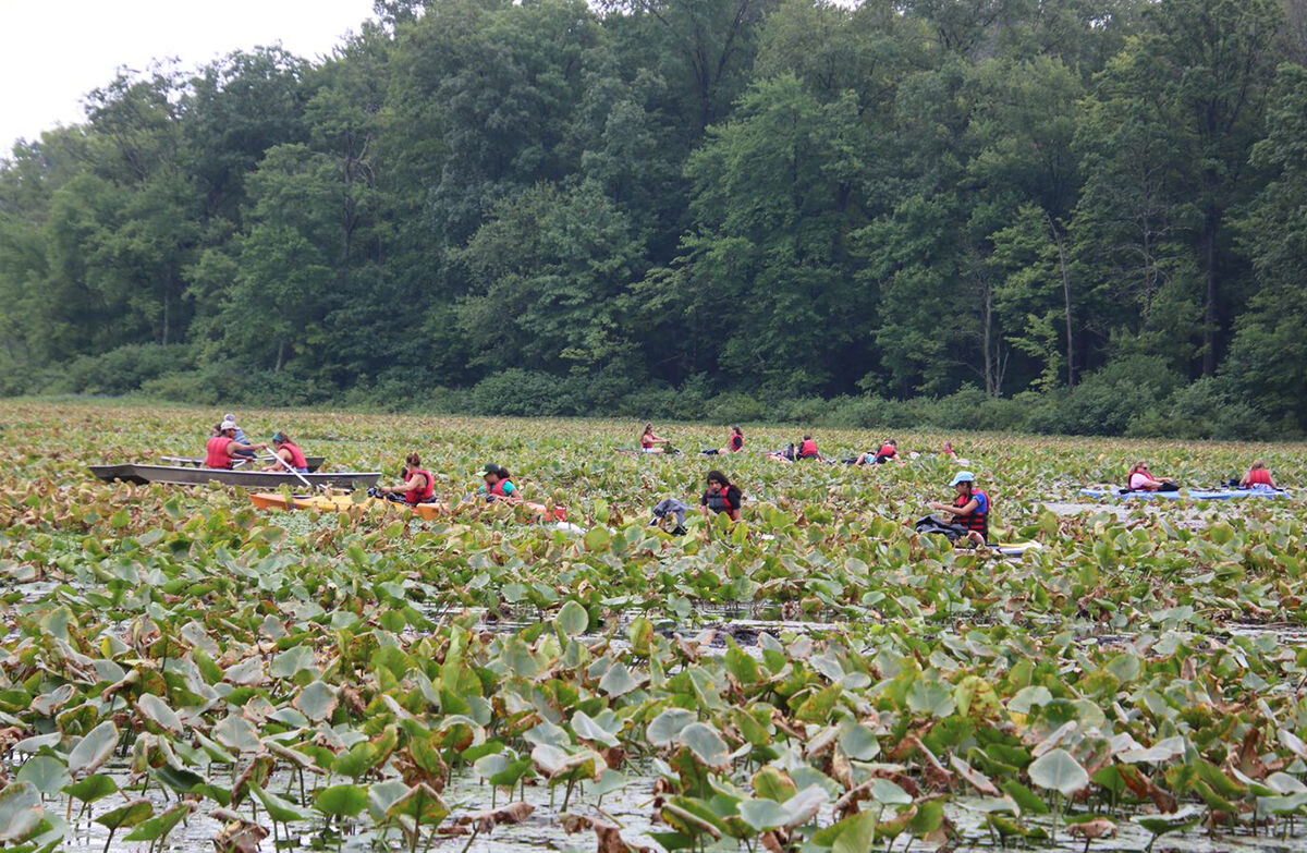 Pulling invasive chestnuts
